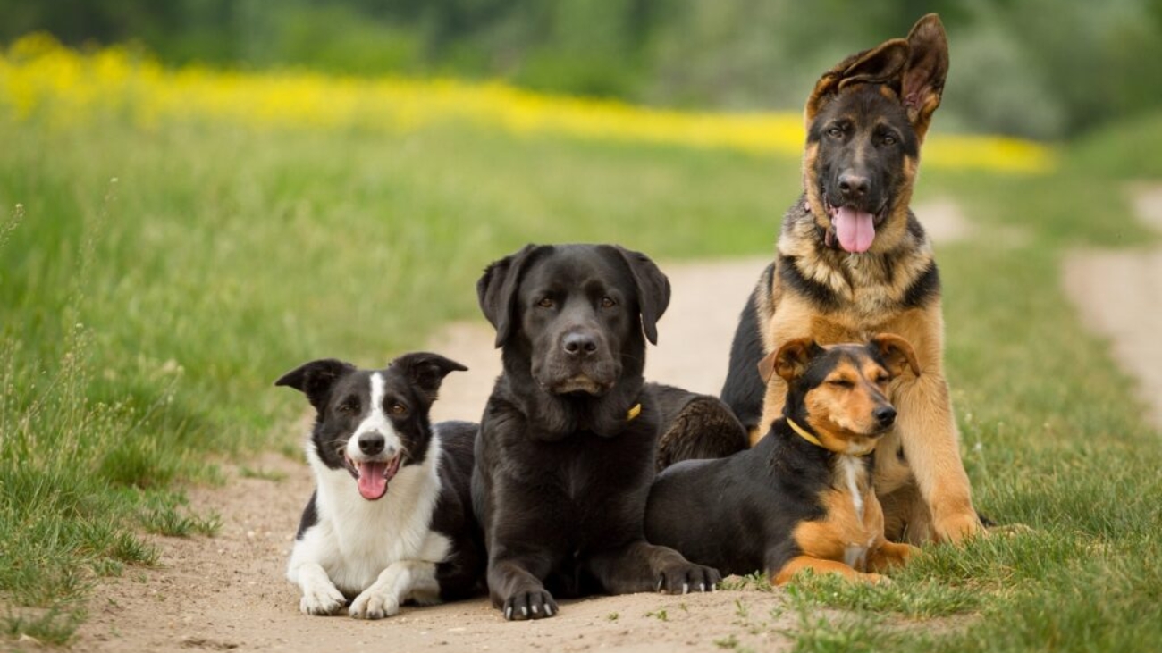 group of four dogs lying down on a path outdoors in a field