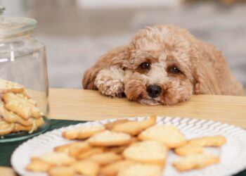 🐾 Zooplus – najlepszy sklep zoologiczny online dla Twojego pupila