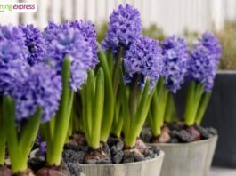 Gardeningexpress: Create Beautiful Outdoor Spaces with Quality Plants and Gardening Essentials