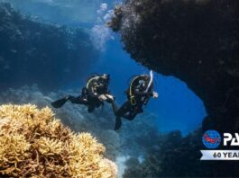 Explore the Underwater World with PADI: Learn to Dive and Unlock New Adventures